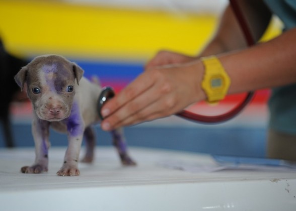 Sueldo De Un Veterinario En Australia