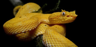 Serpientes más Venenosas del Mundo