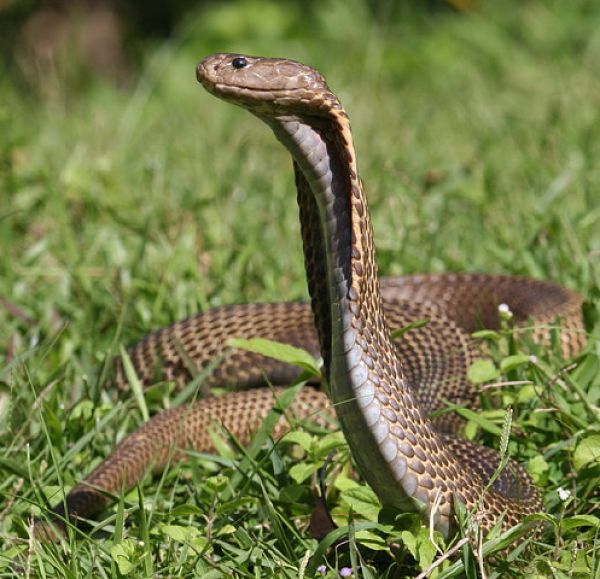 La Cobra Filipina