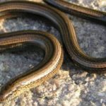 Serpientes Irlanda-2