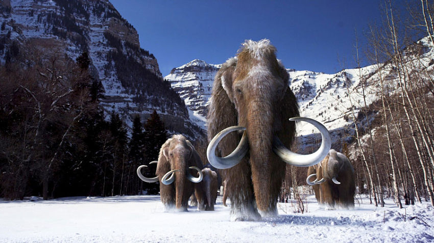 mamuts