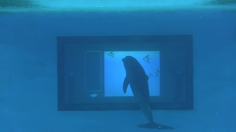 delfines inteligentes