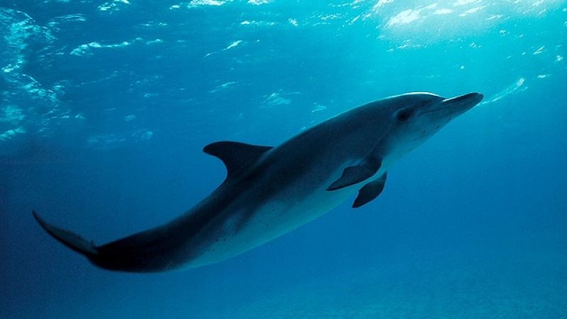 inteligencia de los delfines