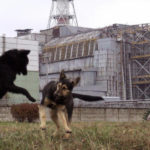 consecuencias en animales de chernobyl