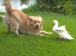 Amistad de un Perro y un Pato