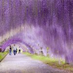 tunel de wisteria japon