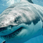 tiburones blancos en apuros