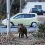 Wild boar is seen at a residential area in an evacuation zone near TEPCO’s tsunami-crippled Fukushima Daiichi nuclear power plant in Namie town