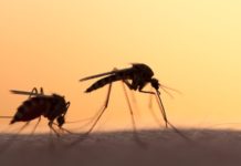por qué los mosquitos pican más a unas personas que a otras