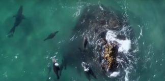 focas atacando tiburones blancos
