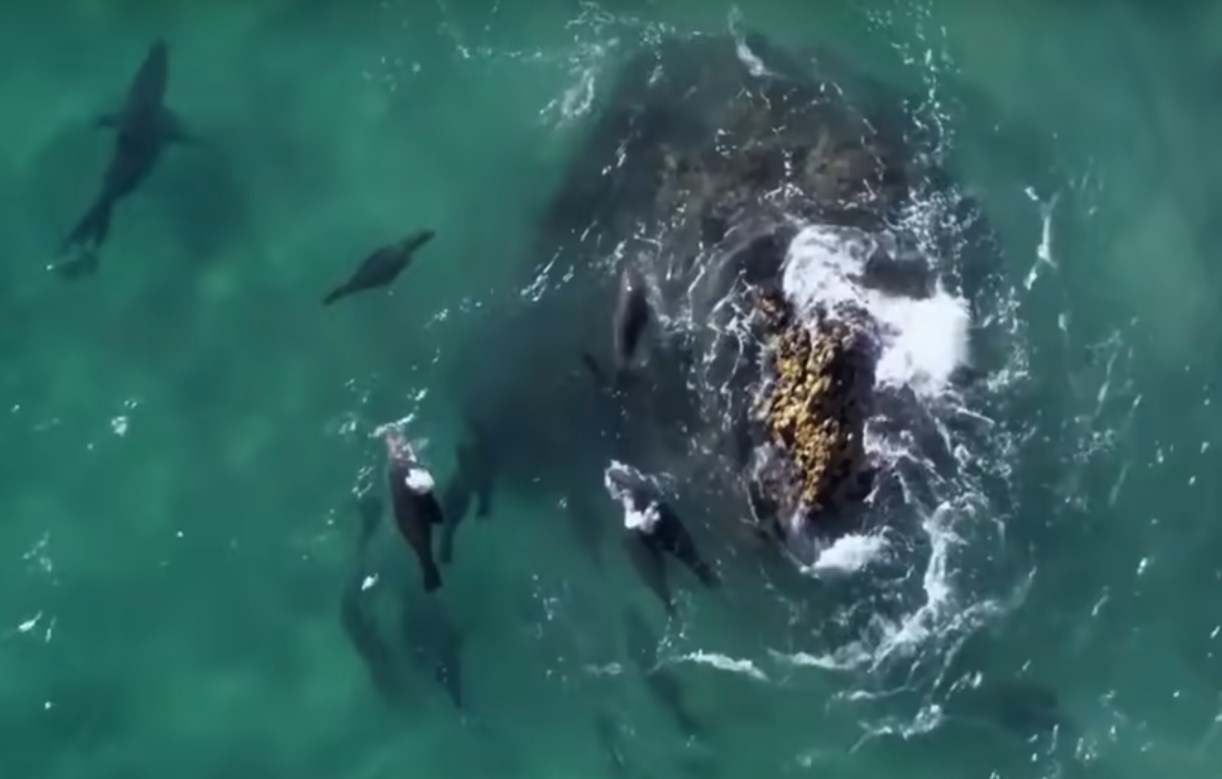 focas atacando tiburones blancos