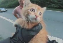 gato salvado en carretera