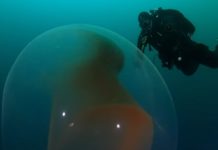 huevos de calamar gigante