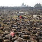 masacre de animales en nepal
