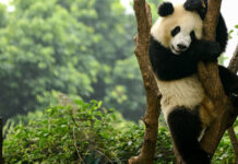 curiosidades del oso panda