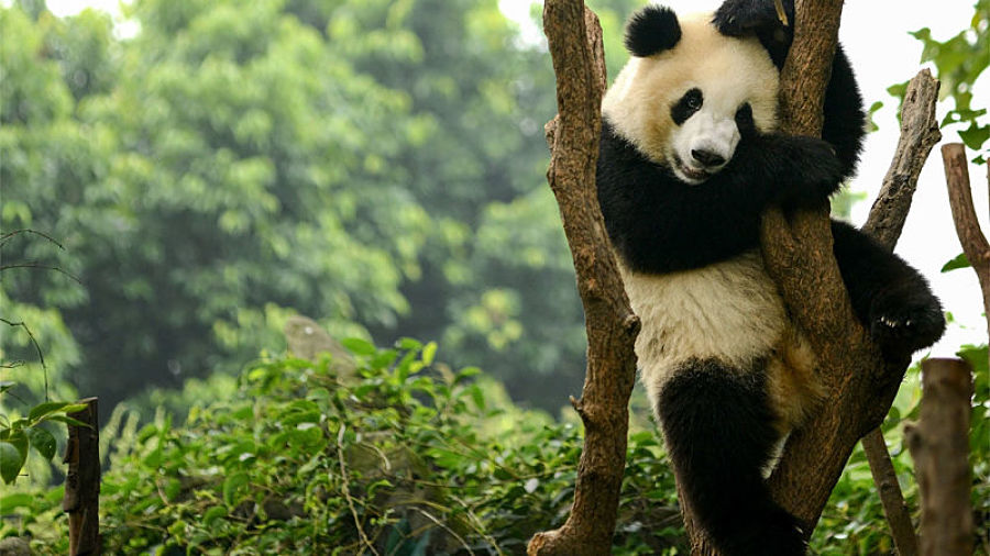 descripcion del oso panda