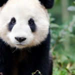 importancia del oso panda