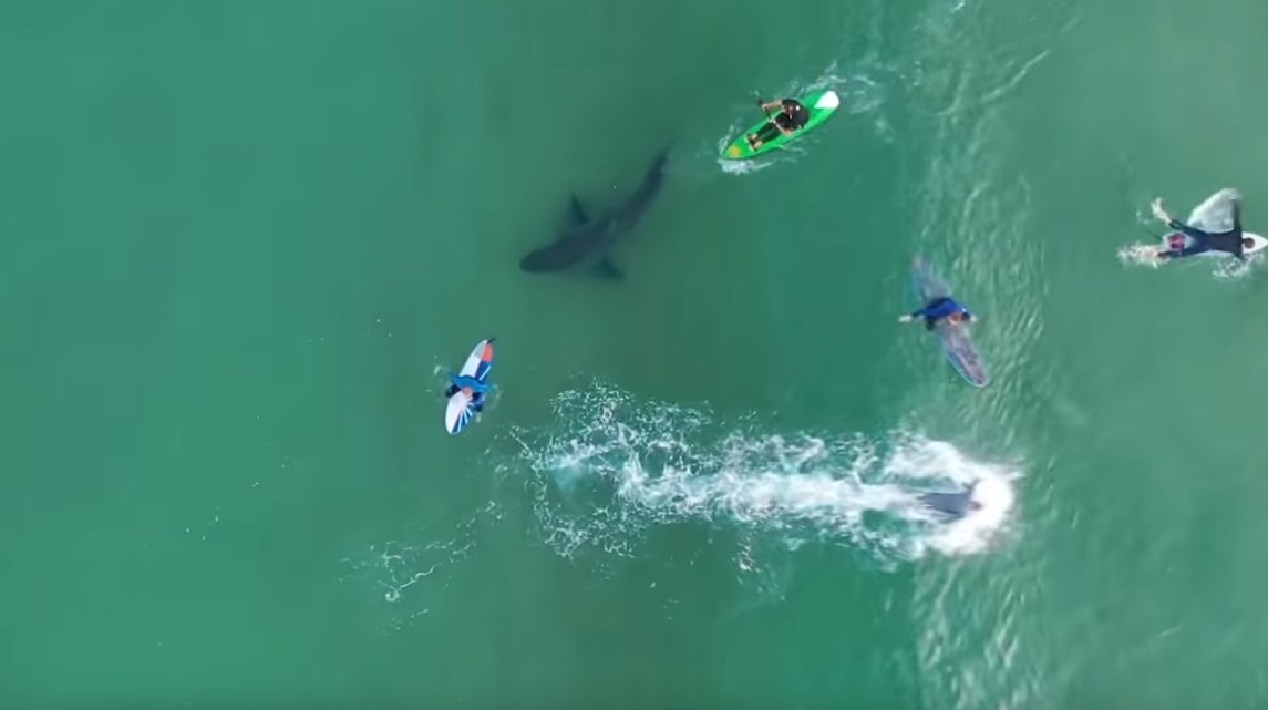 tiburón blanco nadando entre surfistas