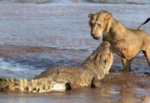 Cocodrilo ataca a un León
