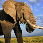 Curiosidades que no sabías sobre los elefantes