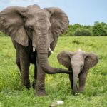 cosas que no sabías sobre los elefantes