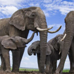 datos sorprendentes sobre los elefantes