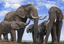 datos sorprendentes sobre los elefantes