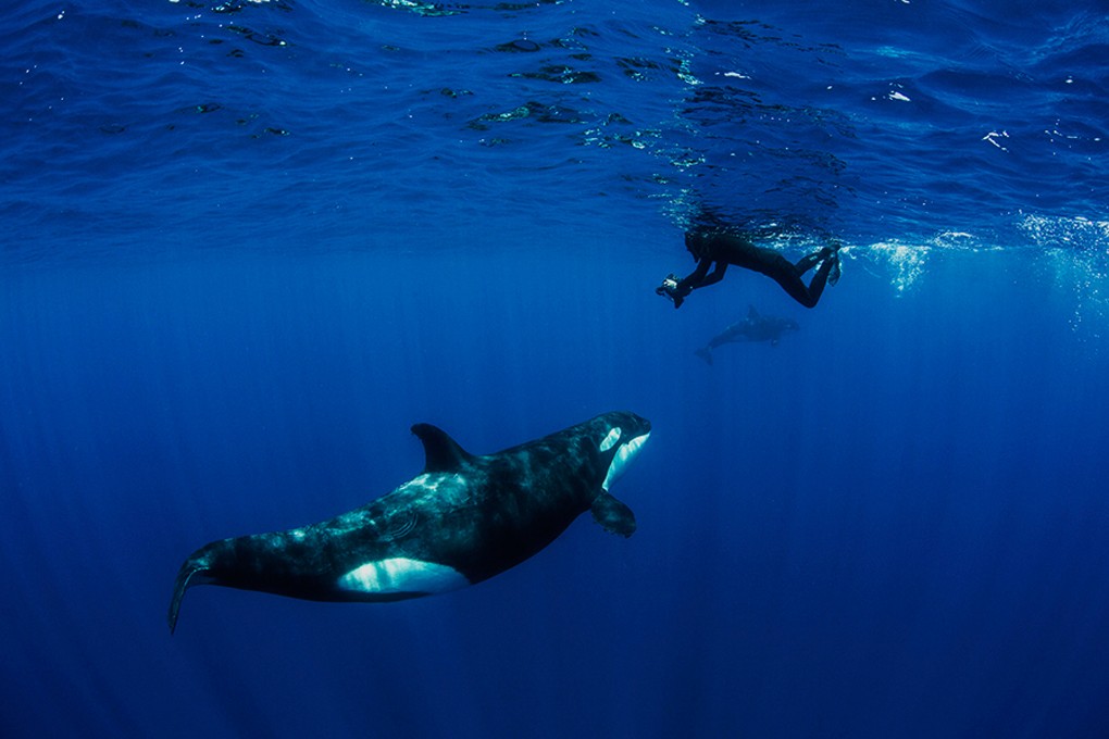 encuentros con orcas