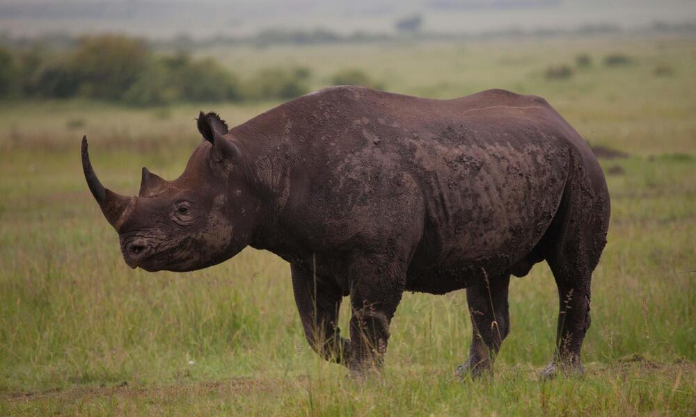 Rinoceronte Negro Occidental