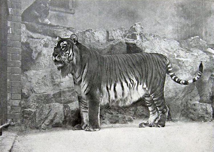 Tigre del Caspio