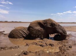 rescate de dos elefantes atrapados en el lodo