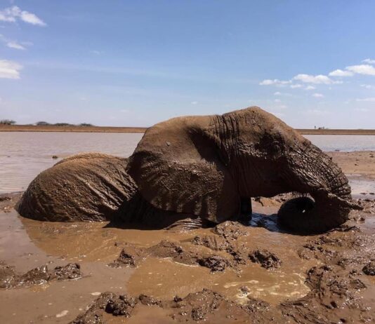 rescate de dos elefantes atrapados en el lodo