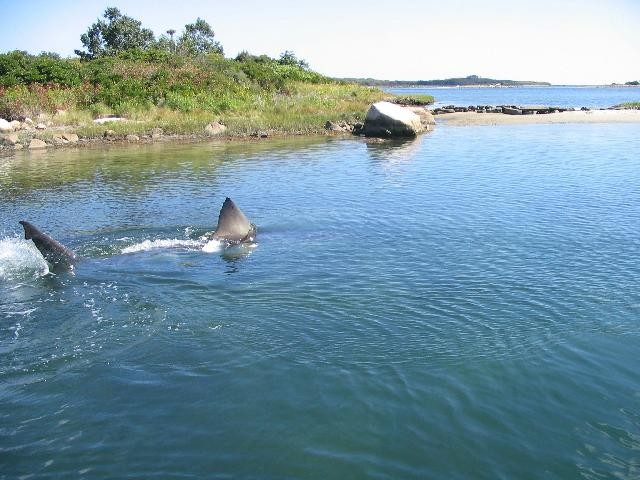 Tiburón Blanco del Lago Naushon